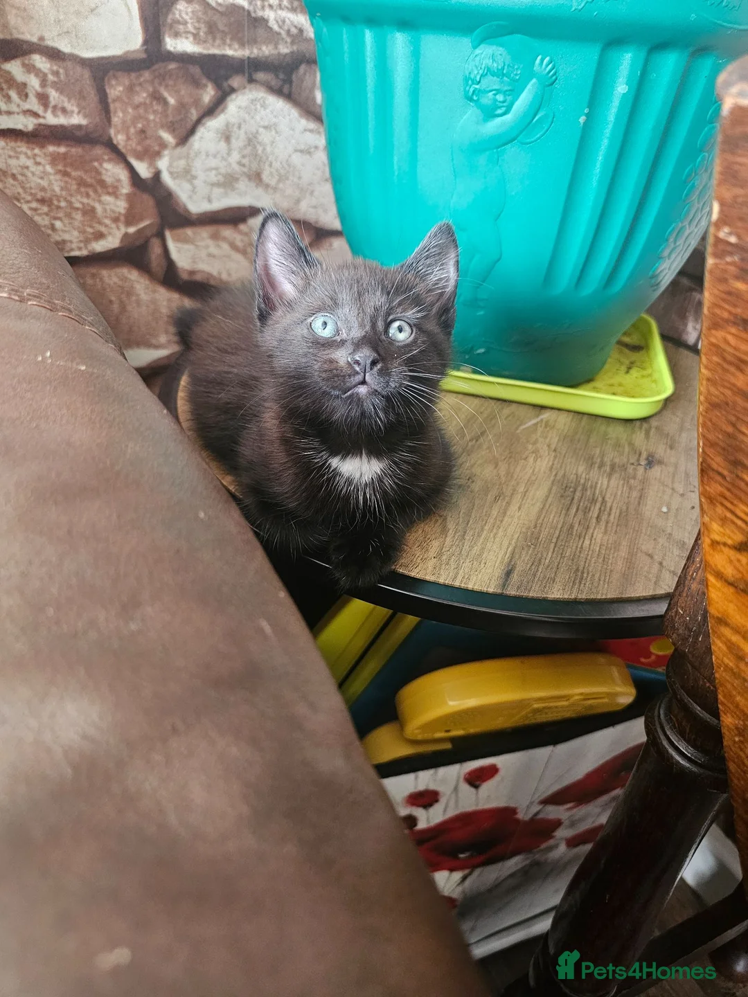 Mixed Breed cats for sale: ​Beautiful kittens looking for a loving home - Advert 6