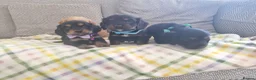 Cocker Spaniel dogs for sale: Cocker spaniel pups  - Advert 15