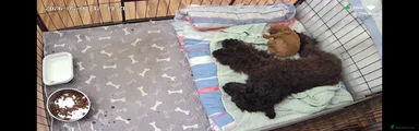 Toy Poodle Puppy 1