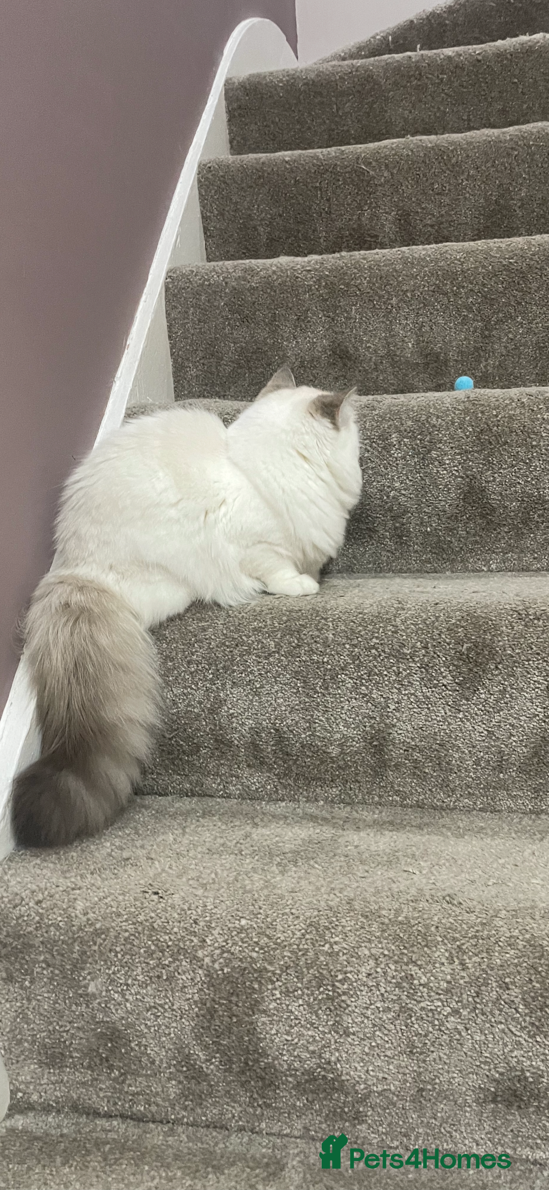 Siberian cats for sale: “Cat share” 3 GCCF Neva Masquerade Siberian cats  - Advert 3