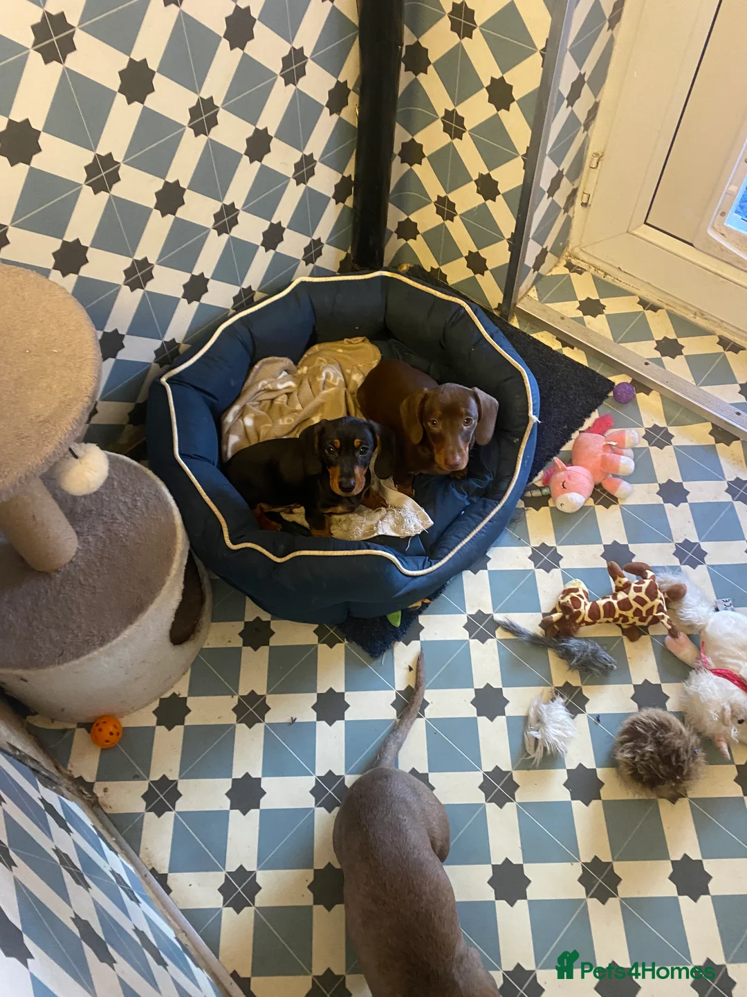 Dachshund dogs for sale: Miniature Dashound - Advert 2