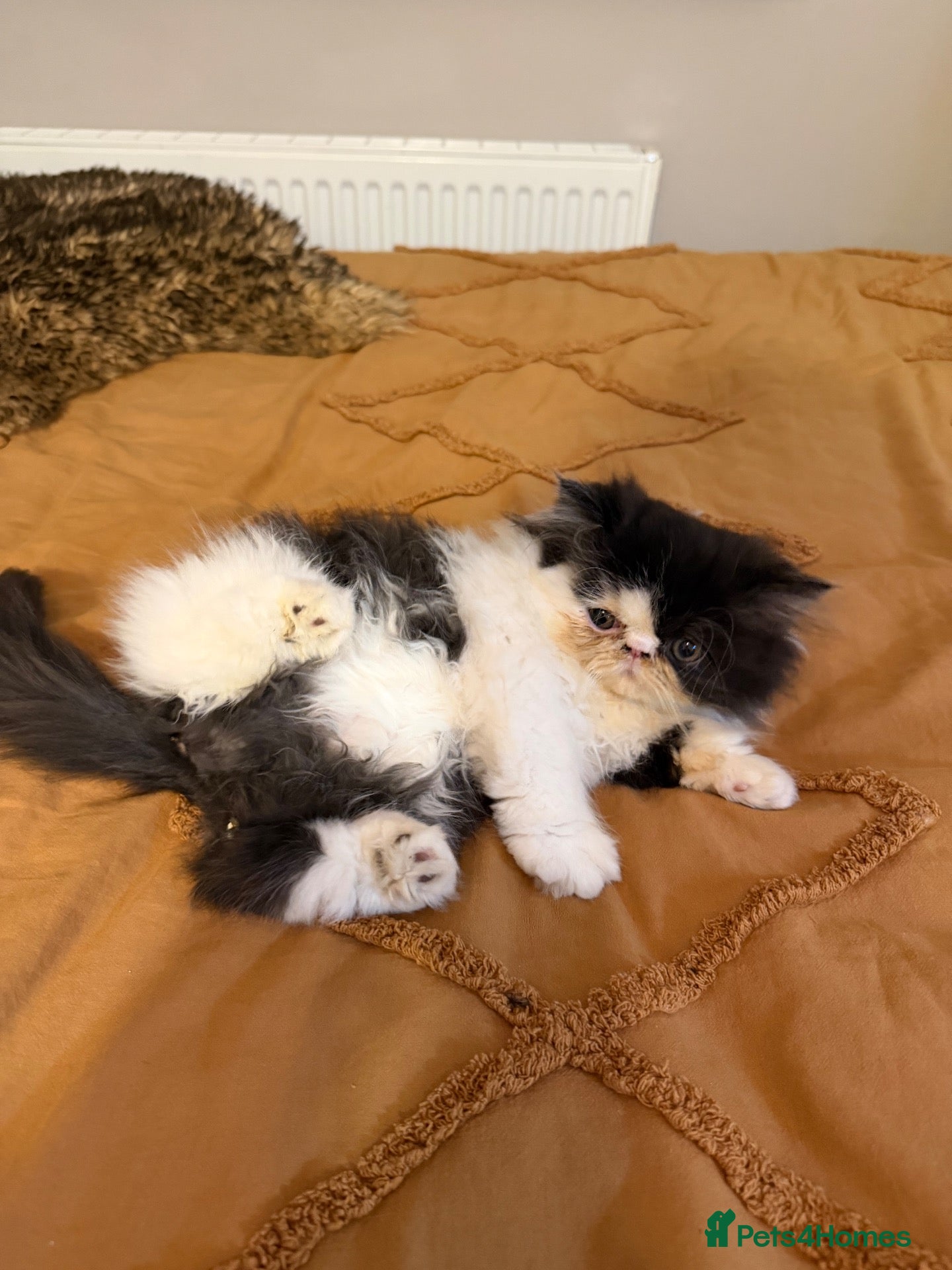 Persian cats Beautiful Pedigree Persian boy ready NOW - Advert 1