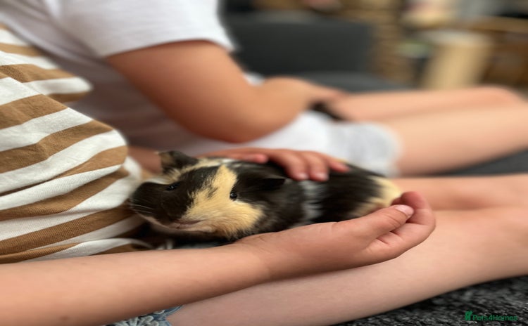 Guinea Pig rodents - Advert 1