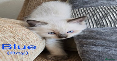 Ragdoll cats - Advert 7