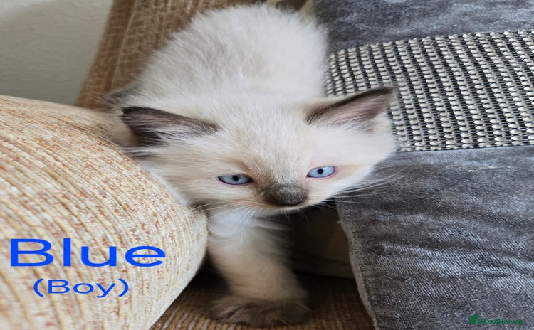 Ragdoll cats - Advert 2