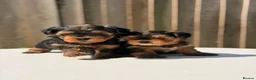 Yorkshire Terrier dogs for sale: 2 MINATURE YORKSHIRE TERRIER GIRLS - Advert 12