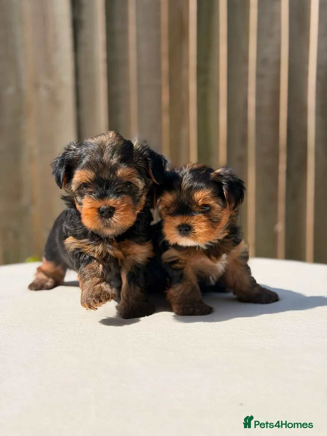 Yorkshire Terrier dogs for sale: 2 MINATURE YORKSHIRE TERRIER GIRLS - Advert 12