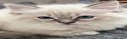 Ragdoll cats for sale: 2 TABBY GIRLS ARE AVAILABLE!! Ragdoll for sale !  - Advert 11