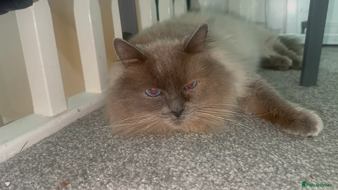 Ragdoll cats for stud: Blue Point Ragdoll STUD - Advert 7