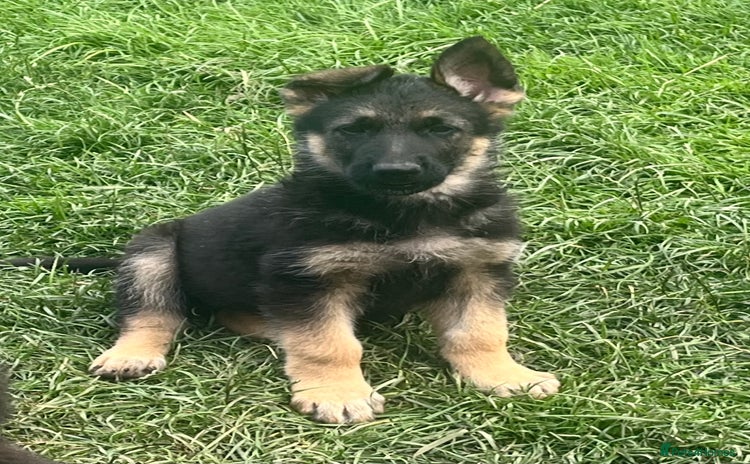 German Shepherd dogs - Advert 1