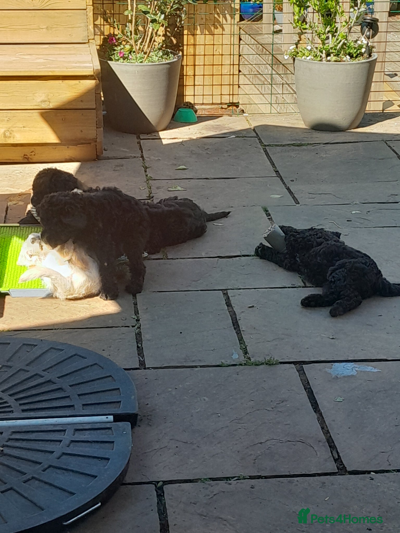 Goldendoodle dogs for sale: Gorgeous Goldendoodle puppies - Advert 10