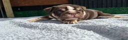 English Bulldog dogs for sale: English Bulldog Puppies - Advert 32