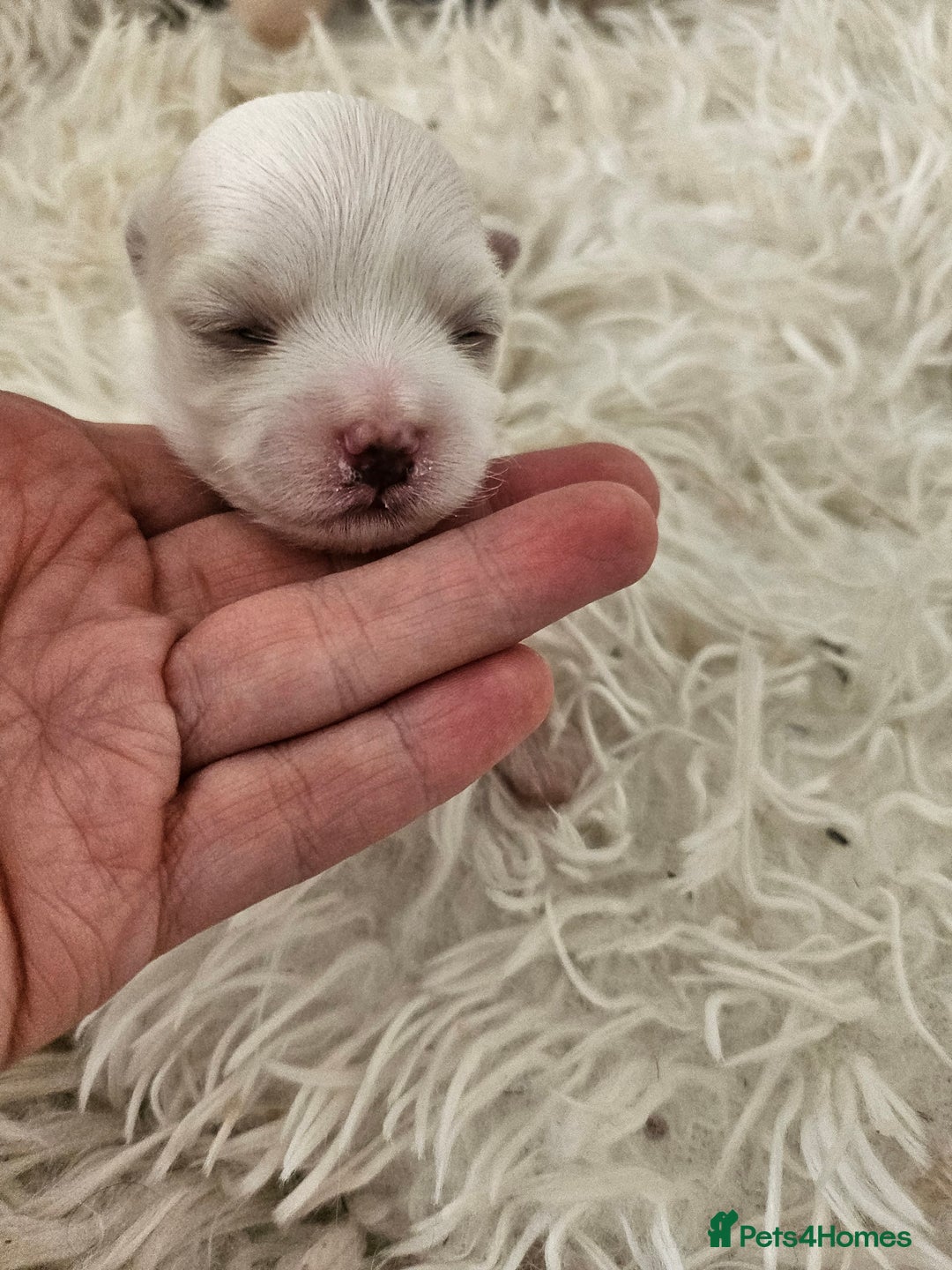 Maltese dogs for sale:  koreja meltis in Rotherham - Image 4
