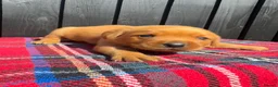 Labrador Retriever dogs for sale: 🧡 Fox Red KC working Labrador’s  in Thetford - Advert 30