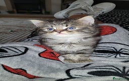 British Longhair cats for sale: One black and grey boy tabby left  - Image 4