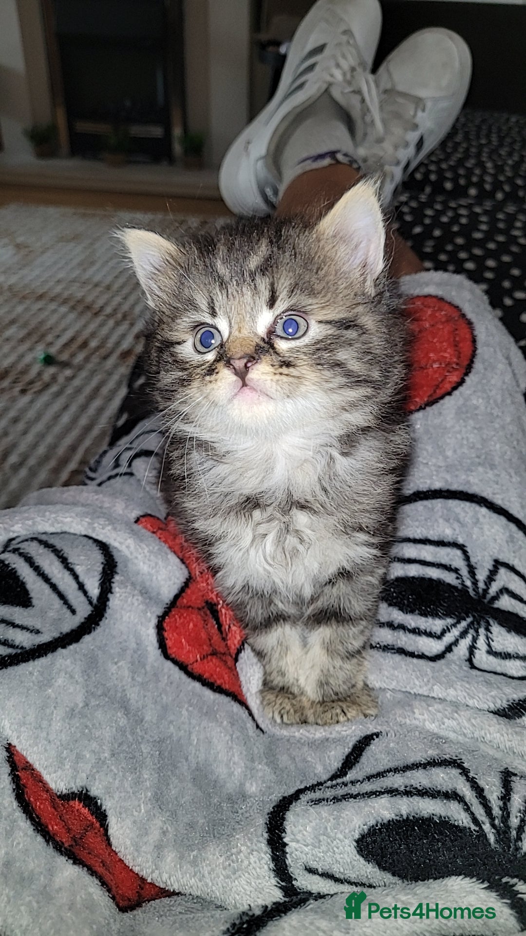 British Longhair cats for sale: One black and grey boy tabby left  - Image 4