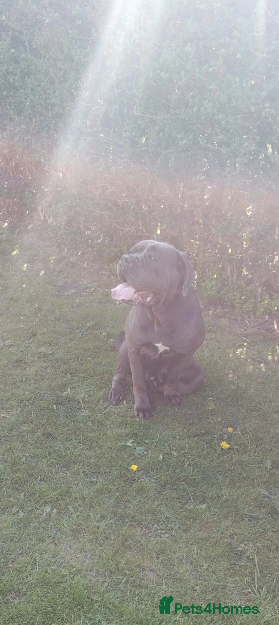 Cane Corso dogs for sale: Planned pregnancy beautiful blue cane corso litter - Advert 3