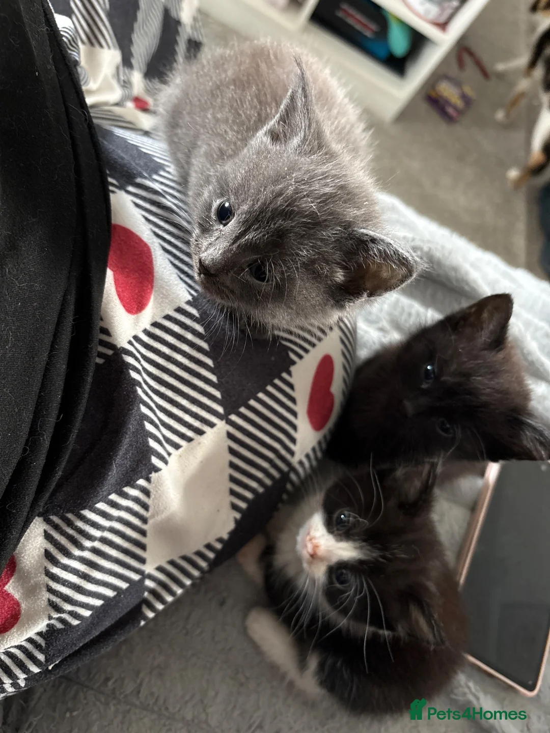 British Shorthair cats for sale: Gorgeous kittens needing a new home  - Advert 2
