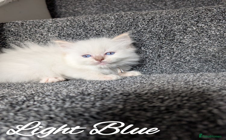 Ragdoll cats - Advert 4