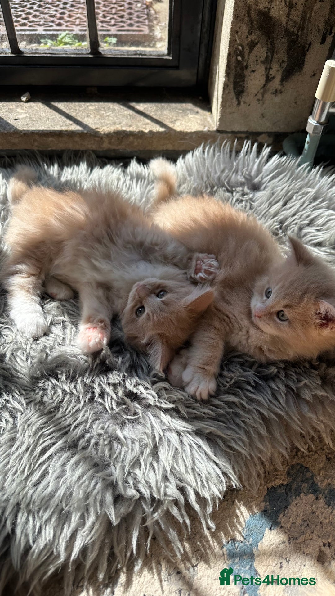 Maine Coon cats for sale: TICA registered pedigree Maine Coon kittens  - Image 15