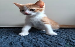 Mixed Breed cats for sale: One ginger female kitten  - Image 3