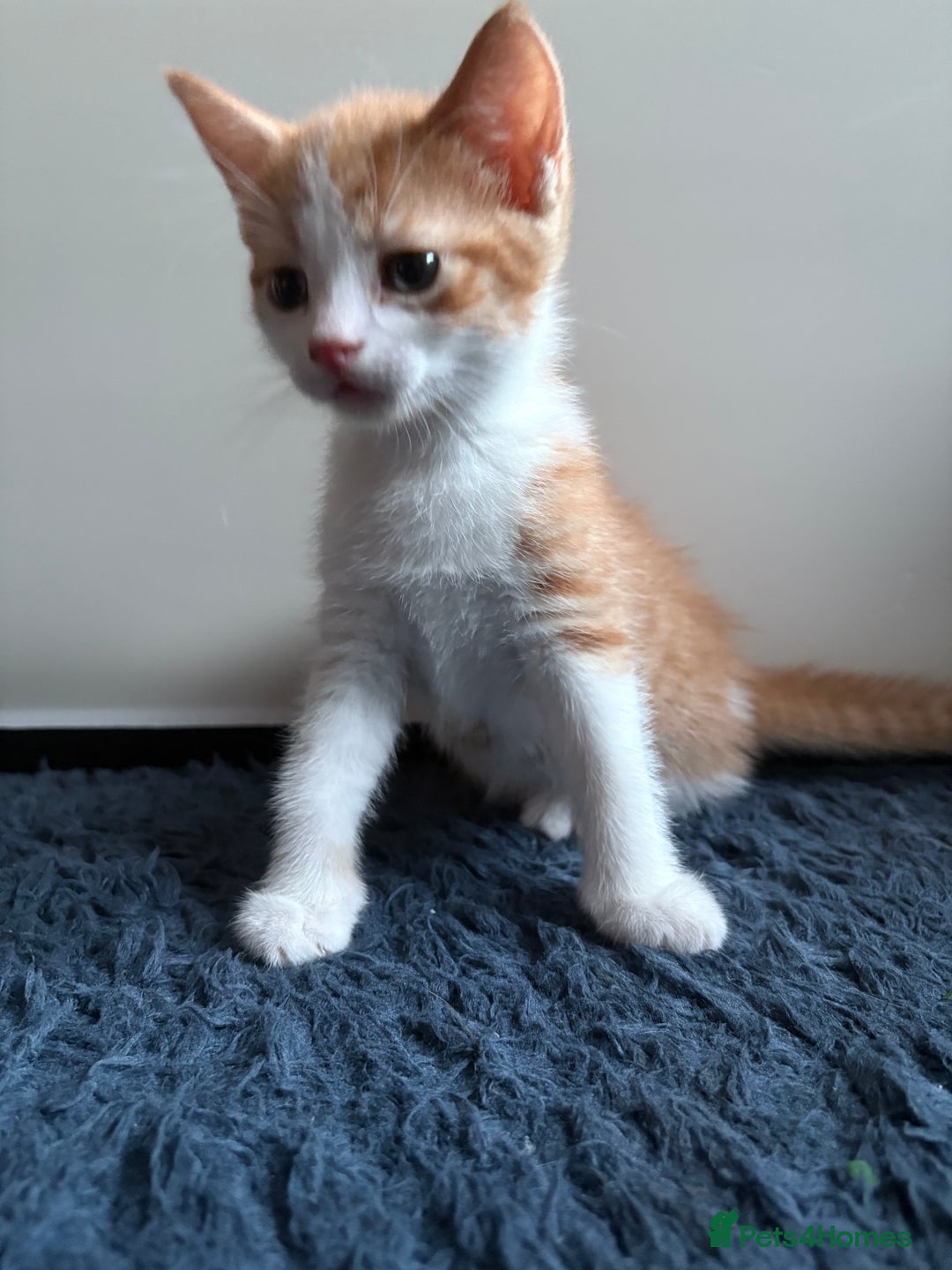 Mixed Breed cats for sale: One ginger female kitten  - Image 3
