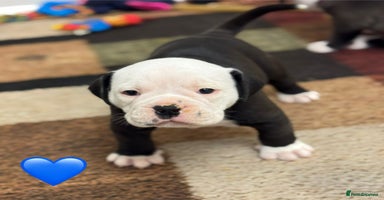 Old Tyme Bulldog dogs - Advert 1