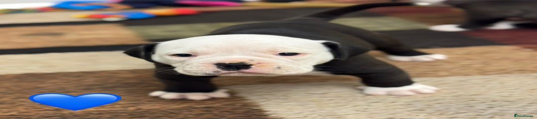Old Tyme Bulldog - ‘Terry’