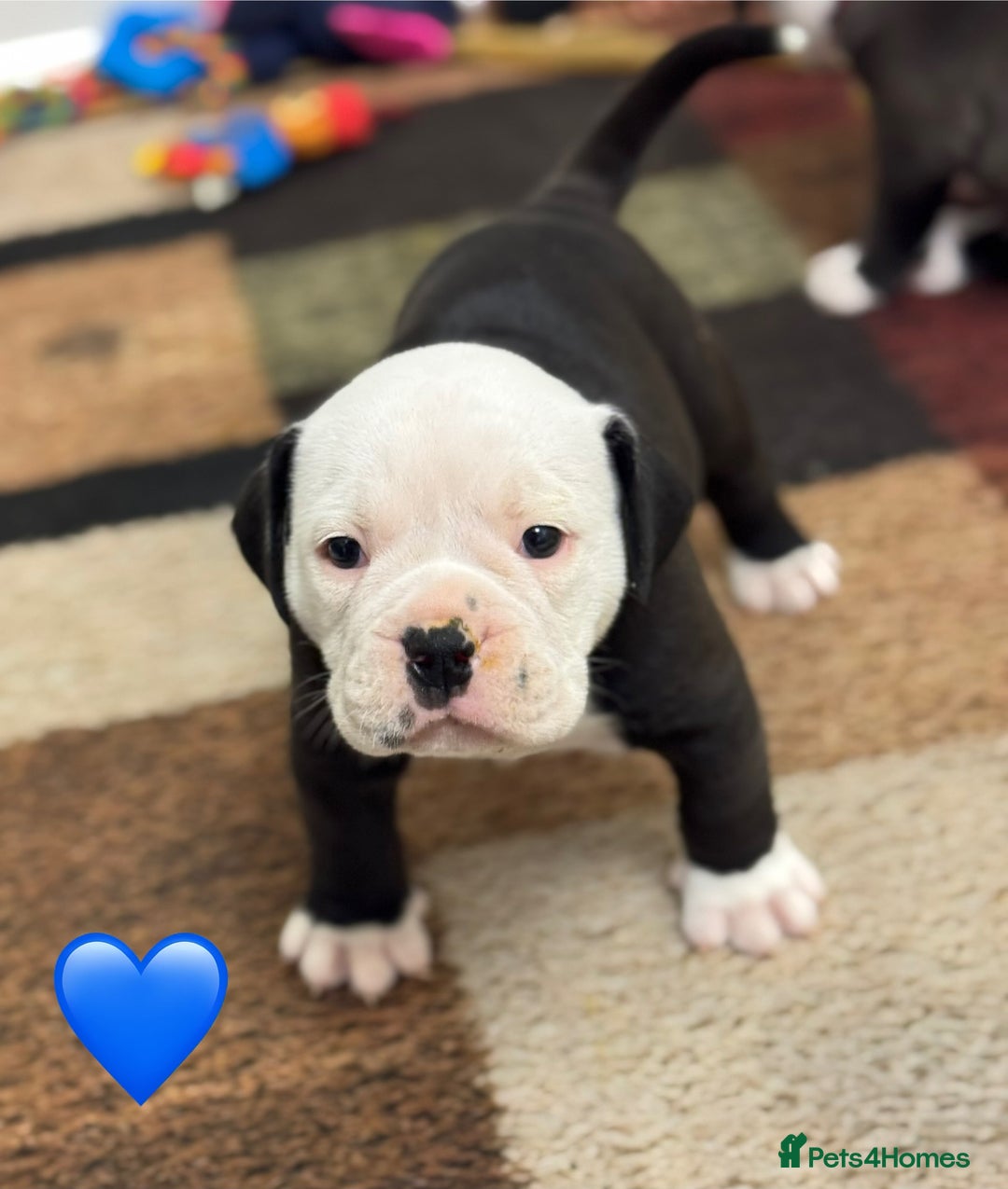 Old Tyme Bulldog dogs for sale: 🩷🩷Old Tyme Bulldog Puppies🩷🩷 - Image 23