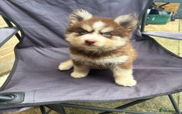 Pomsky dogs for sale: Champion bloodline f4 pomskys - Image 2