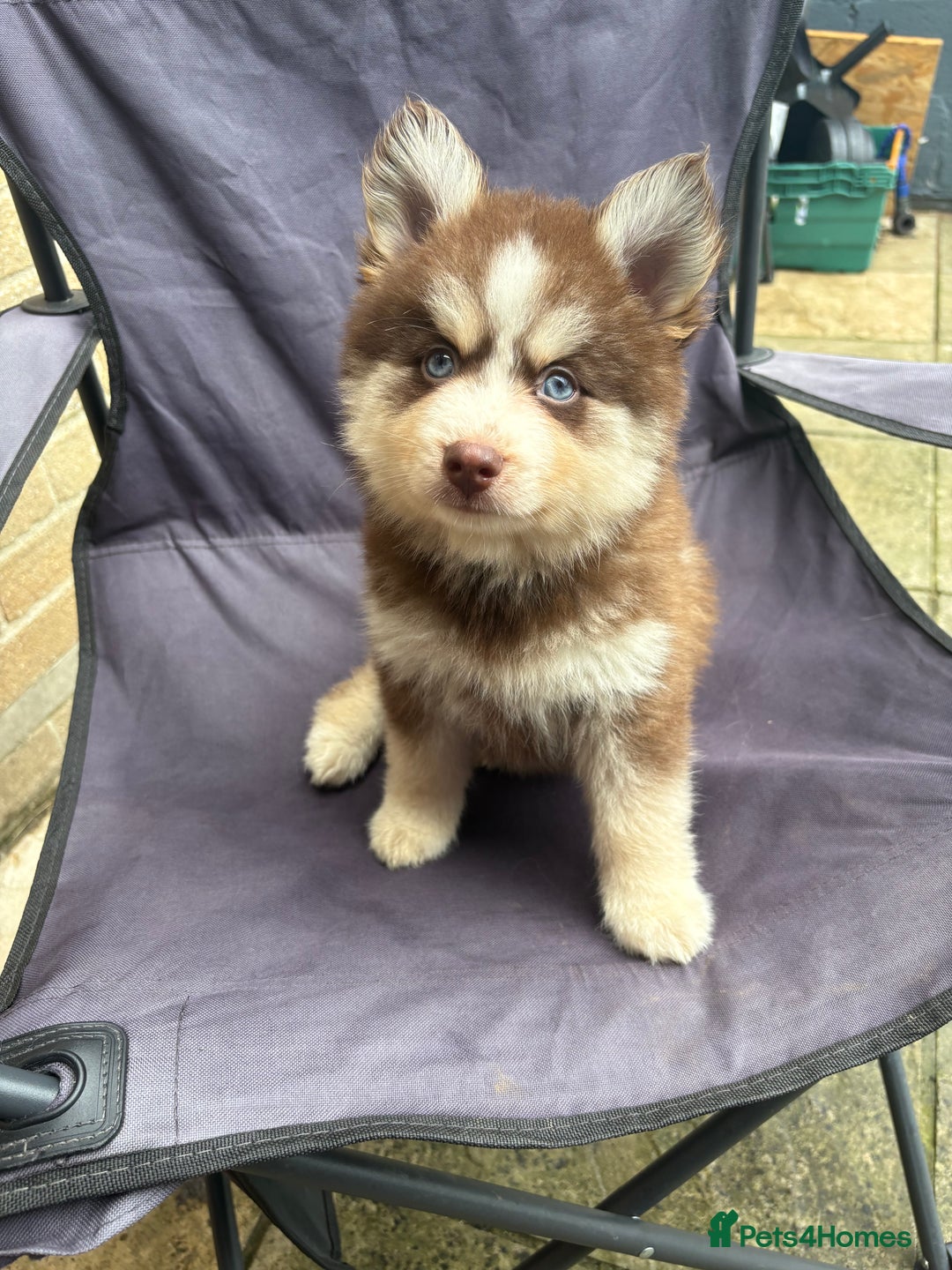 Pomsky dogs for sale: Champion bloodline f4 pomskys - Image 2