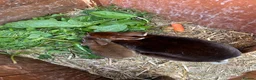 Rex rabbits for sale: For sale Mini Rex cinnamon rabbits in Preston - Advert 2