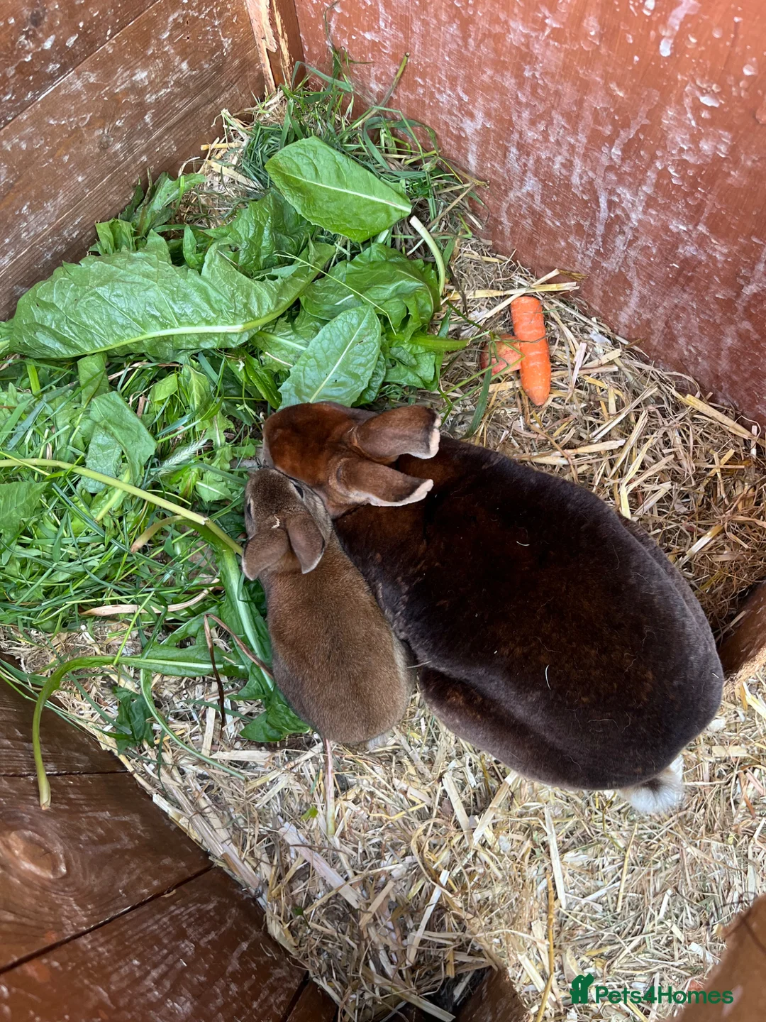 Rex rabbits for sale: For sale Mini Rex cinnamon rabbits in Preston - Advert 2