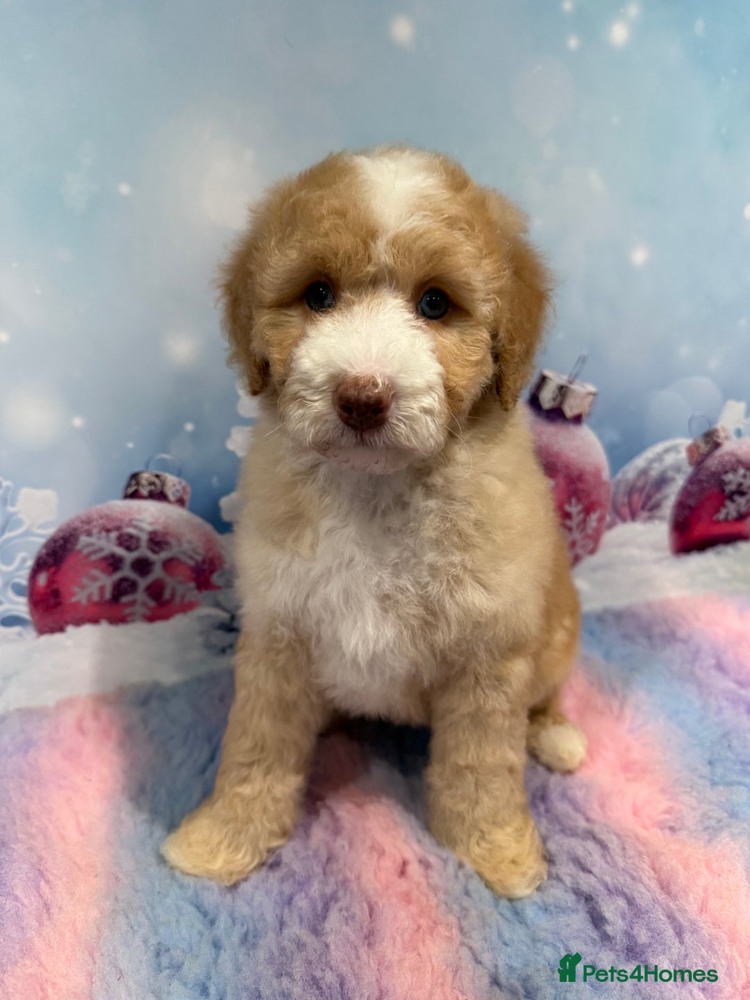 Bernedoodle dogs for sale: Bernedoodles - Advert 13