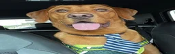 Labrador Retriever dogs for sale: Mr Ronnie the Red Fox Lab - Advert 3
