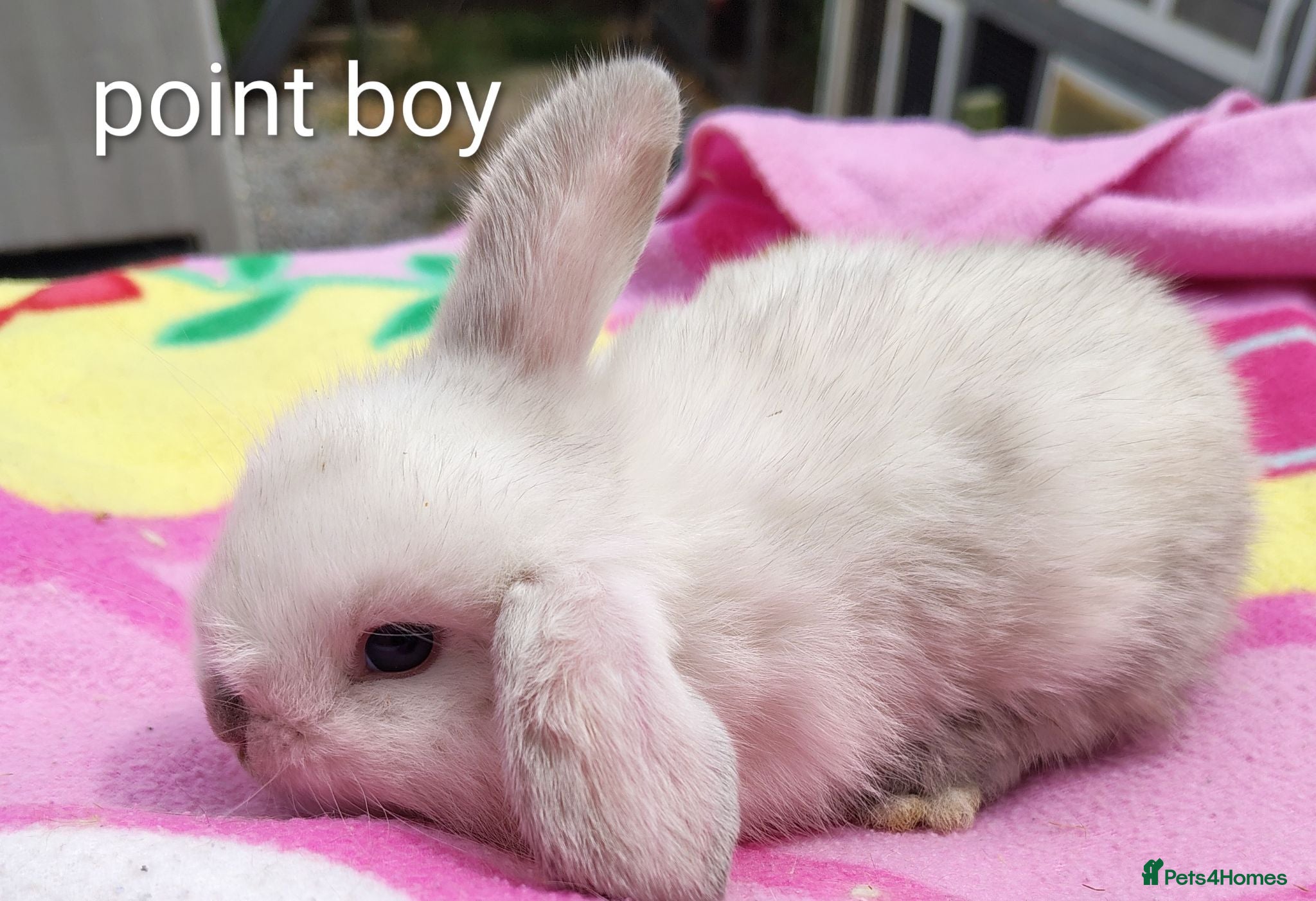 Mini Lop rabbits Beautiful bunnies - Advert 8