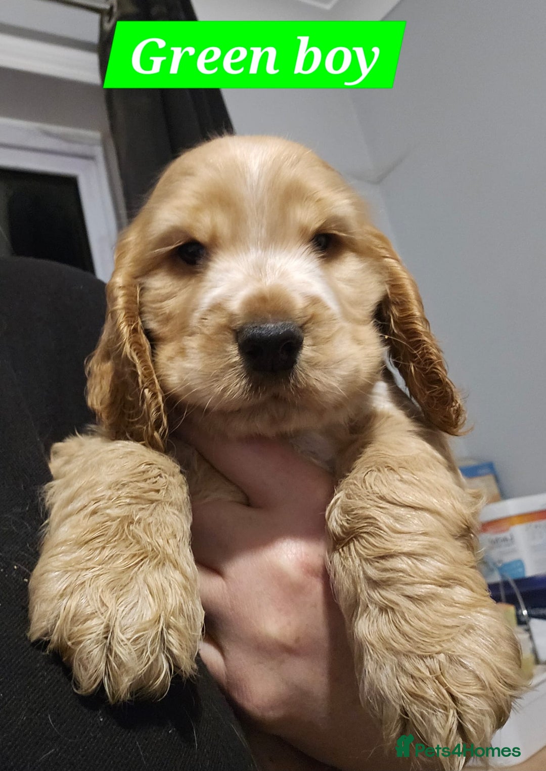 Cocker Spaniel dogs for sale: READY NOW ! Kc reg show cockers - Advert 10