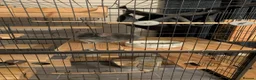 Chinchilla rodents for sale: Violet Male Chinchilla Rambo + Full Setup - Advert 10