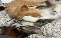 British Longhair cats for sale: 2 Very Attached Fluffy Kittens for Sale  - Image 8