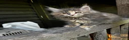 Maine Coon cats for sale: Stunning XL Maine Coon Kittens - Advert 7