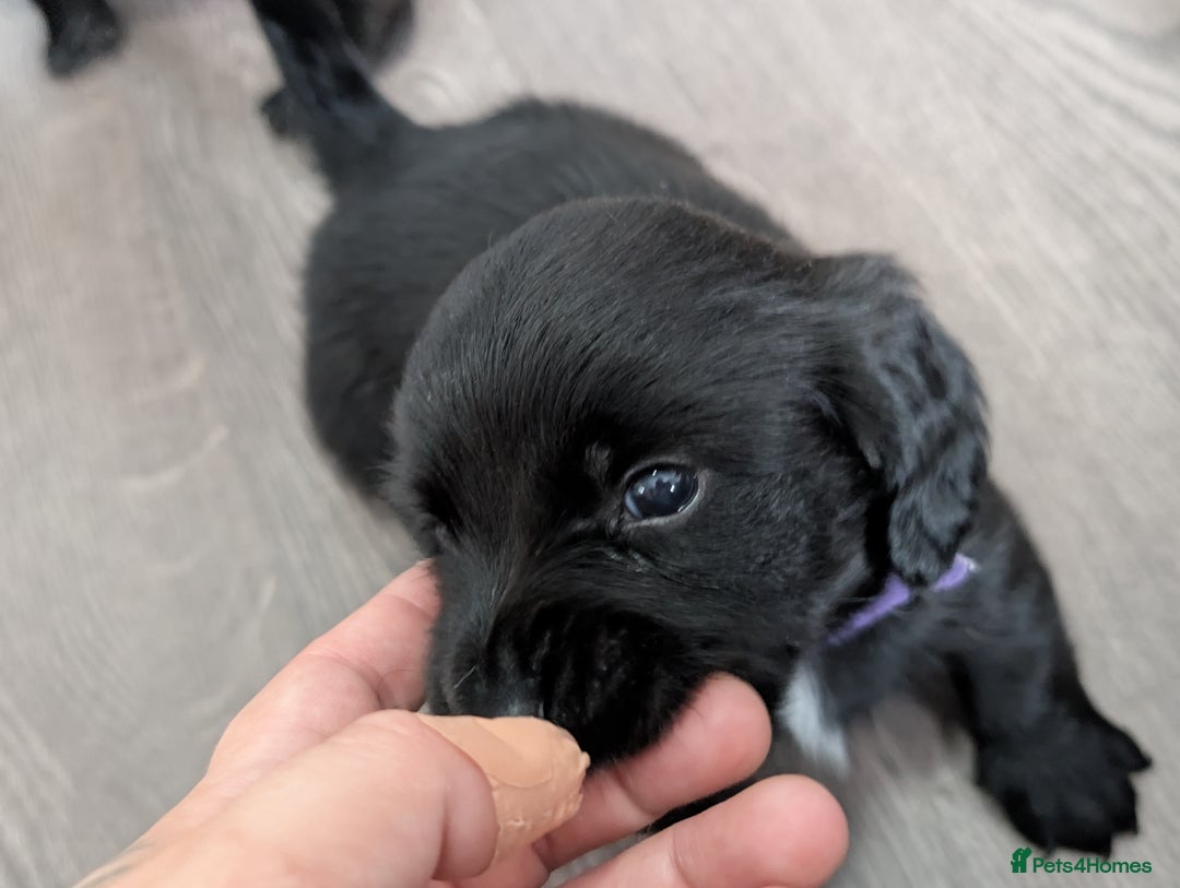 Dachshund dogs for sale: Dachshund x puppies male 2x long haired  - Image 27