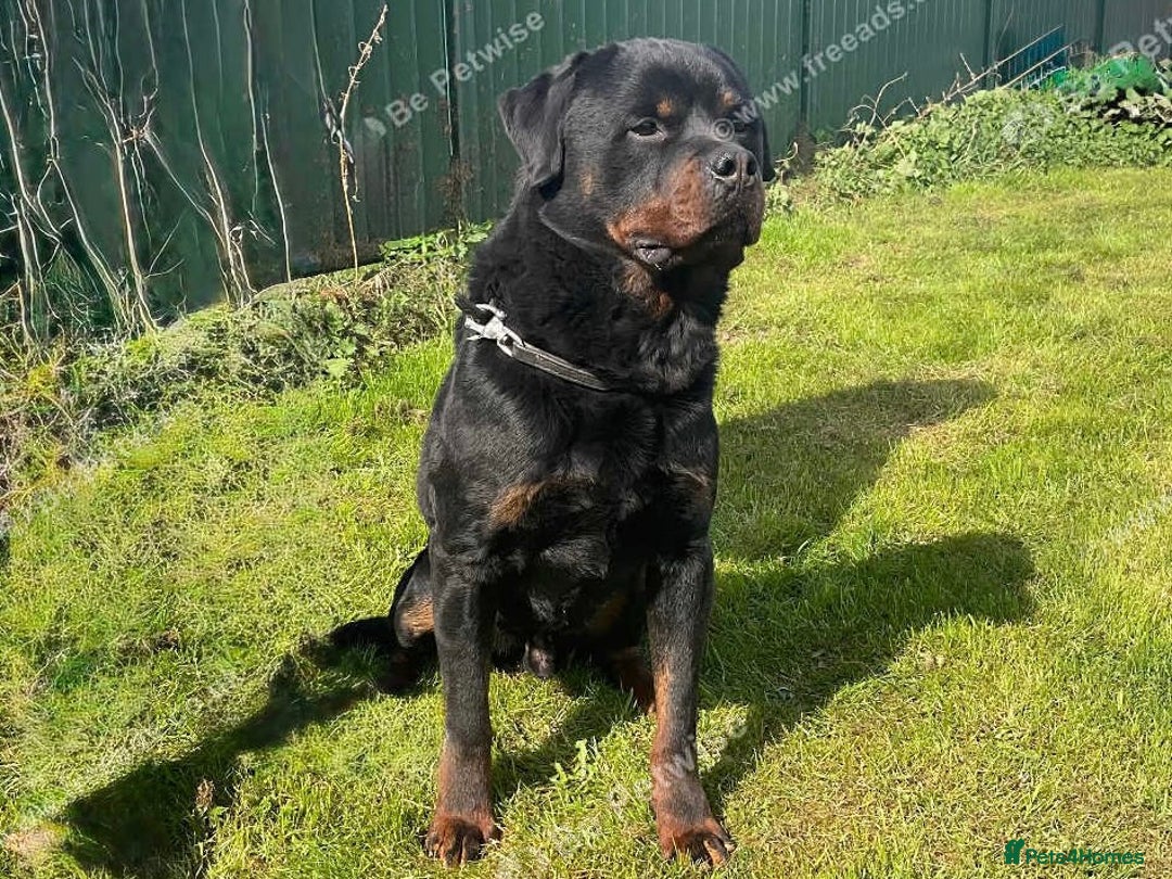 Rottweiler dogs for sale: Falconsnest (IMP BEL) Rottweiler Male - Image 8