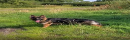 German Shepherd dogs for sale: KC German Shepherd puppies- Long established line - Advert 10