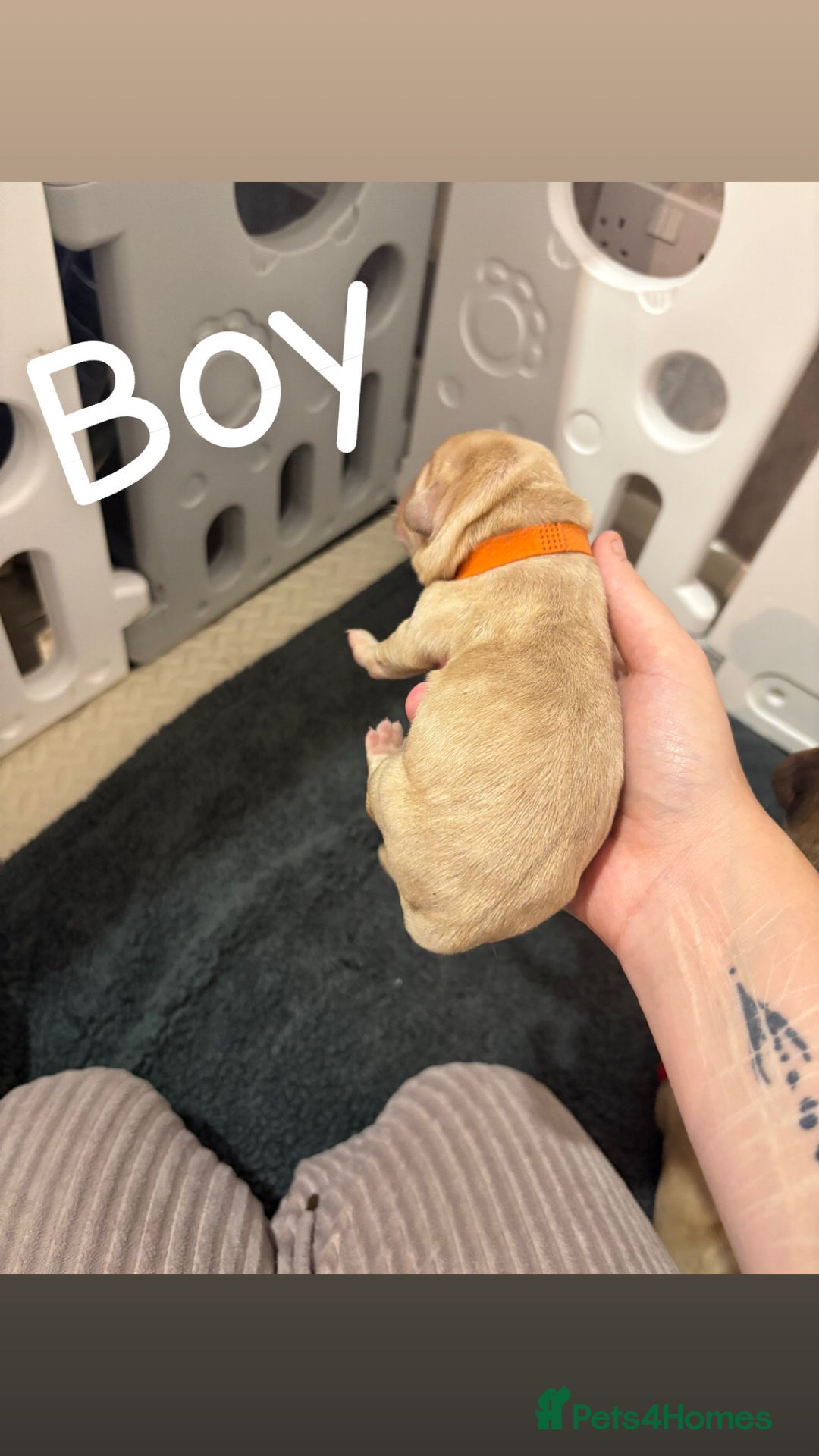 Labrador Retriever dogs for sale: Labrador Retriever Puppies for Sale 🐾 - Advert 4