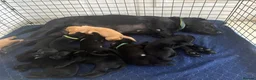 Labrador Retriever dogs for sale: DNA Clear KC Reg Exceptional Working Lines  - Advert 19