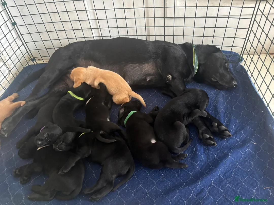Labrador Retriever dogs for sale: DNA Clear KC Reg Exceptional Working Lines  - Advert 19
