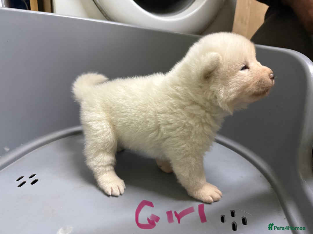 Akita dogs for sale: American Akita Puppies - Image 9