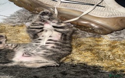 Domestic Shorthair cats for sale: Adorable tabby/bengal kittens to a good home - Image 10