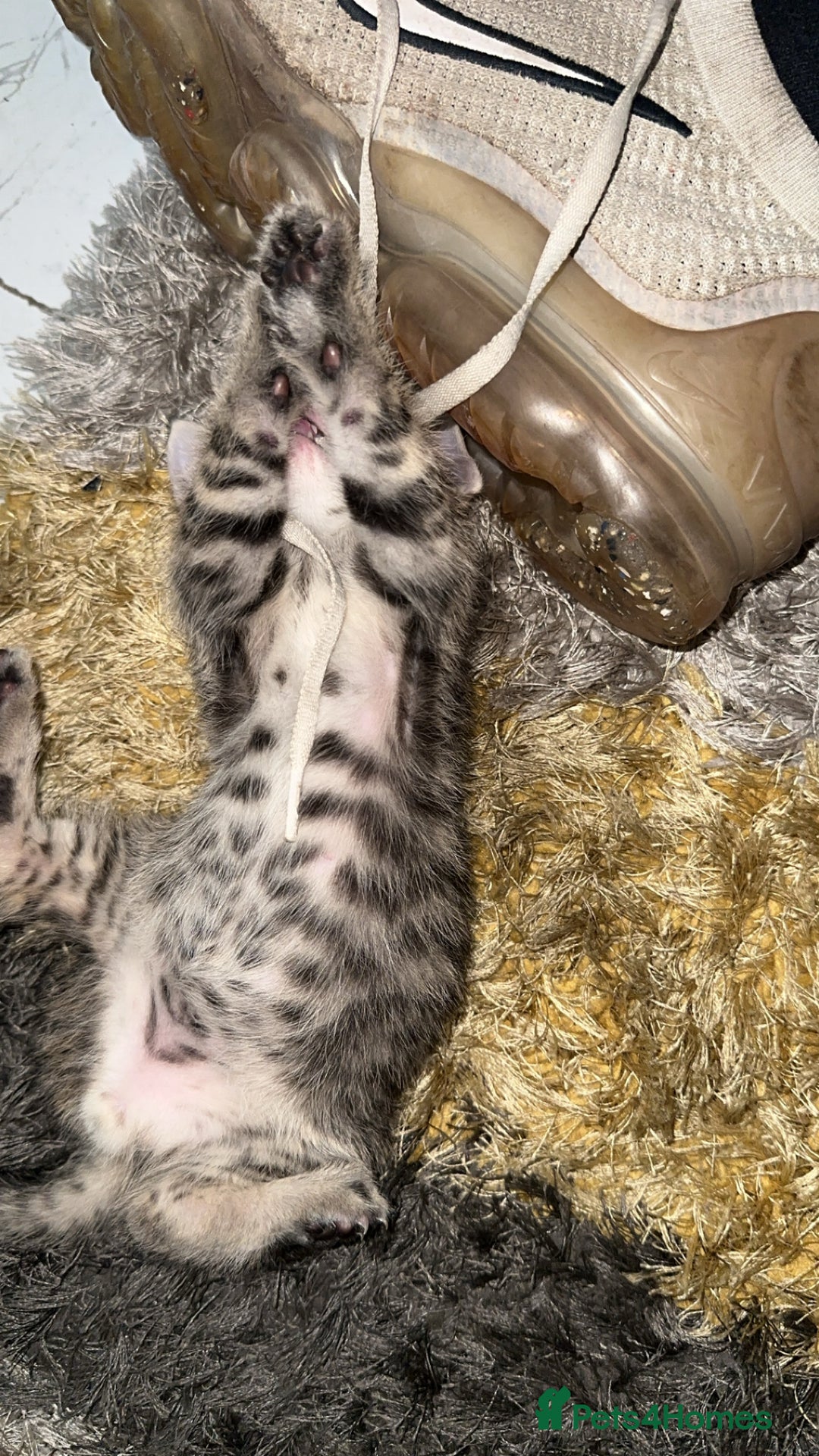 Domestic Shorthair cats for sale: Adorable tabby/bengal kittens to a good home - Image 10