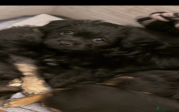 Mixed Breed dogs for sale: Shihtzu cross cocapoo (shihpoo) puppies  - Advert 7